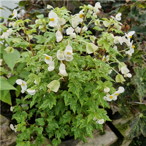 Begonia Shepherdii